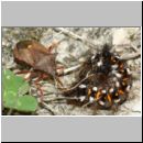 Picromerus bidens - Zweizaehnige Dornwanze attackiert Acronicta rumicis - Ampfereule 01h.jpg